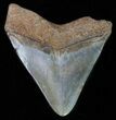 Juvenile Megalodon Tooth #61851-1